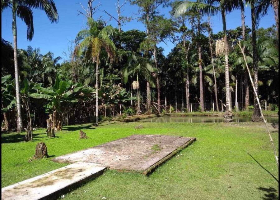 Ch�cara - Venda - Alexandra - Paranagu� - PR